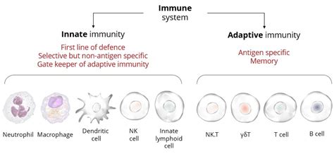 Innate Immunity Cells