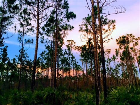 18 Exciting Everglades Hikes You Don't Want to Miss » The Parks Expert