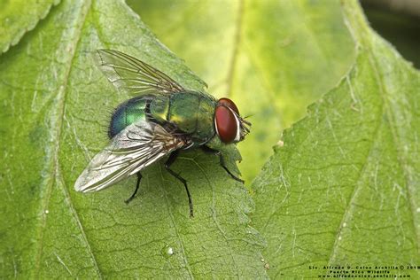 Minnesota Seasons - blue-green bottle fly