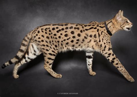 Savannah Cat | Size,Diet,Personality,Price