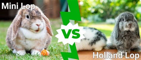 Mini Lop Vs Holland Lop Bunnies: How To Tell The Difference - IMP WORLD