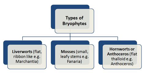 Kingdoms Plantae and Animalia: Bryophyta and Comparison of Gametophytic ...