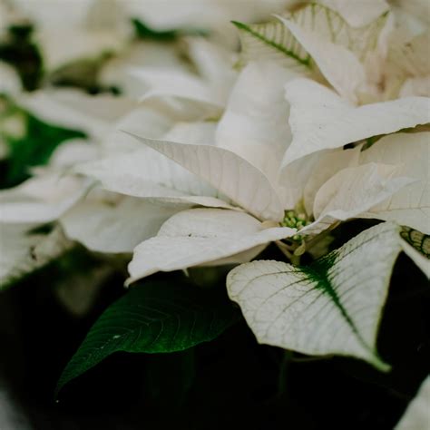 Poinsettia, White Variety - Campbell's Nursery