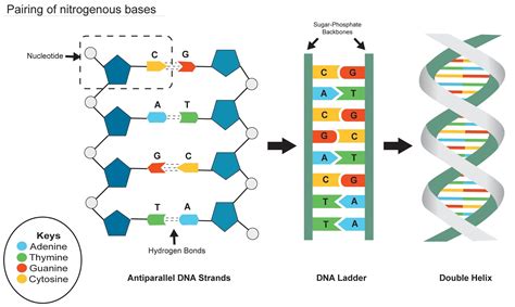 Adenine of DNA is equimolar with(a) Uridine(b) Thymine(c) Guanine(d ...