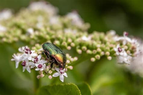 Premium Photo | Green scarab beetle