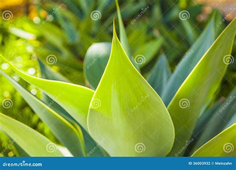 Beautiful Agave Plant in Sunlight Stock Photo - Image of detail, cactus ...