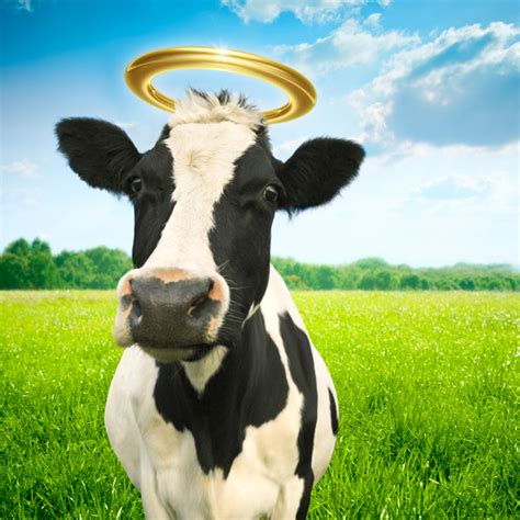 Holy Cow Blank Template - Imgflip