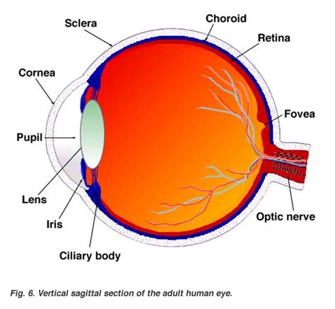 Opto Mata Ku: EYEBALL DIAGRAMS...