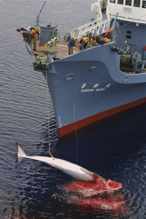 Environmental Law Australia | Japanese Whaling case