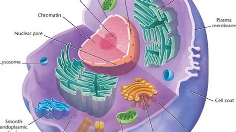 Animal Cell Chromosomes