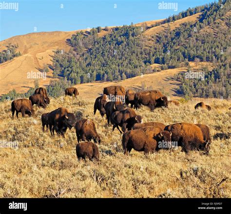 American bison, buffalo (Bison bison), herd of buffalos, USA, Wyoming ...