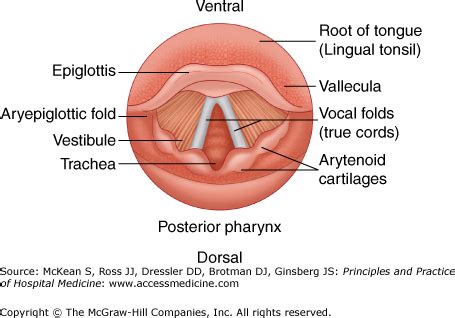 Intubation and Airway Support | Anesthesia Key