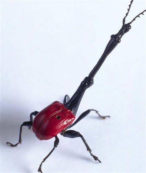 Madagascar Wildlife: Giraffe-Necked Weevil - Julita Stachowiak ...