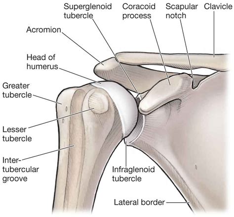 The Shoulder | Musculoskeletal Key