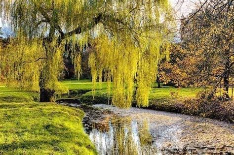 Willow tree symbolism and significance Better Place Forests