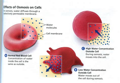 Osmosis