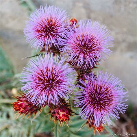 Milk Thistle Growing in the Crimea Stock Image - Image of flora, needle ...