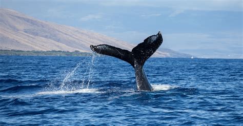 Whale Tail in Hawaii - pmimaui