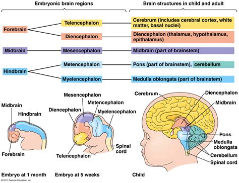 Hindbrain Function - Brain Structure and Anatomy