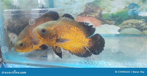 Golden Oscar Fish in Aquarium Water Stock Image - Image of cichid ...