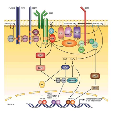 B cell receptor signaling modified after [72] | Download Scientific Diagram