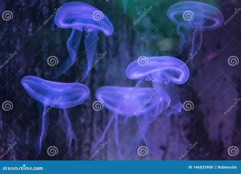 Moon Jellyfish Showcase of Phuket Aquarium.Thailand Stock Photo - Image ...