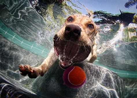 Diving Dogs Are Good Catch for Photographer | WIRED