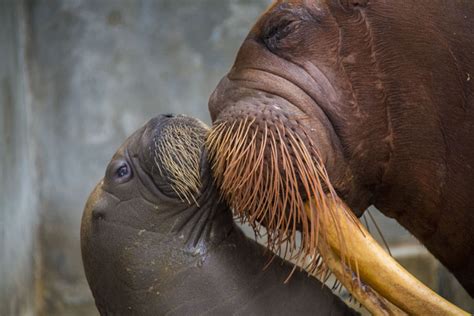 Baby Walrus Born for the First Time at SeaWorld Orlando