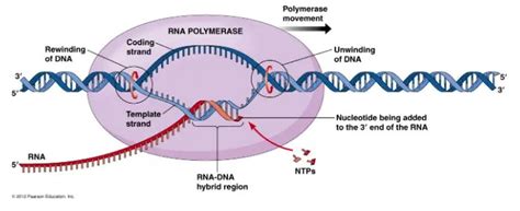 DNA Transcription: Steps and Mechanism • Microbe Online