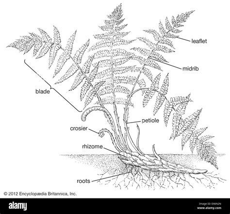 Sporophyte fern Black and White Stock Photos & Images - Alamy