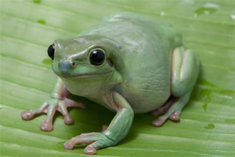 White's Tree Frog Diet | What Do White's Tree Frogs Eat? - Reptile School