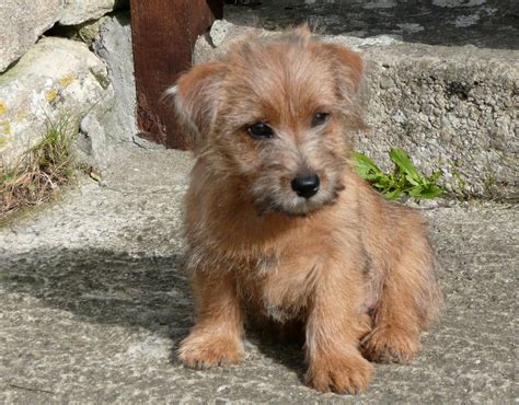 Norfolk Terrier - Puppies, Rescue, Pictures, Information, Temperament ...