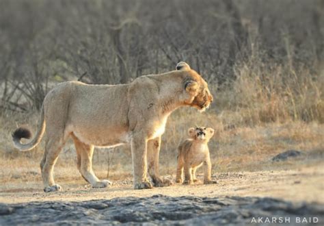 Asiatic Lion - Interesting facts, diet, habitat, Threats, & Population ...