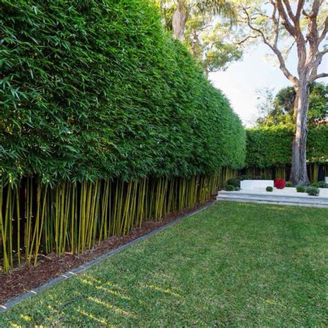 23 Fantastic Landscaping with Bamboo Ideas | Balcony Garden Web