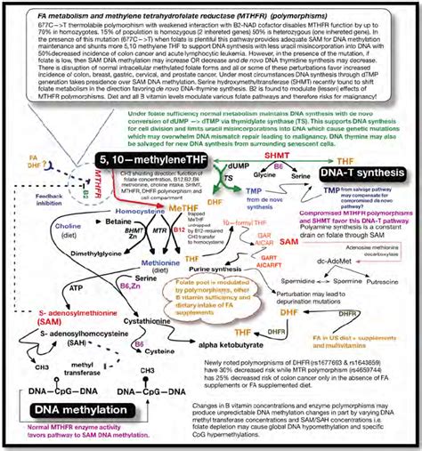 De novo and salvage pathways to DNA-thymine synthesis, SAM methylation ...