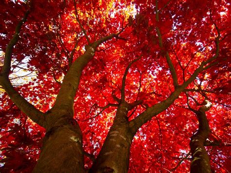 Top 10 Autumn Color Trees: The Best Fall Foliage Trees