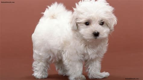 Bichon Frise - Puppies, Rescue, Pictures, Information, Temperament ...