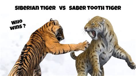 Siberian Tiger vs The Saber-toothed Tiger - YouTube