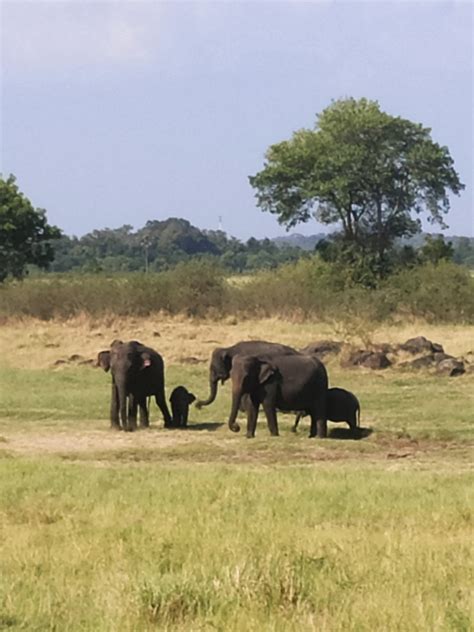 The Elephant Gathering at Minneriya National Park - Imperfect Traveller