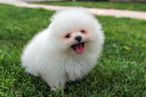 Little White Fluffy Dogs