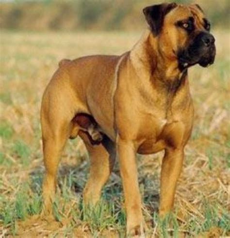 Top 10 Largest Dog Breeds Pethelpful | Images and Photos finder