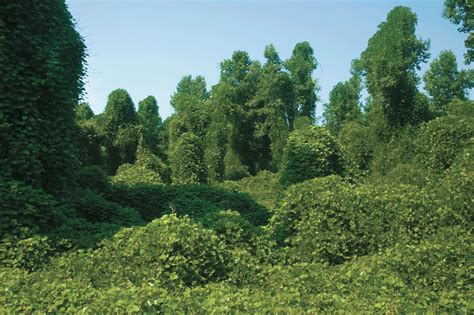 "And speaking of which...": Kudzu: The Miracle Vine