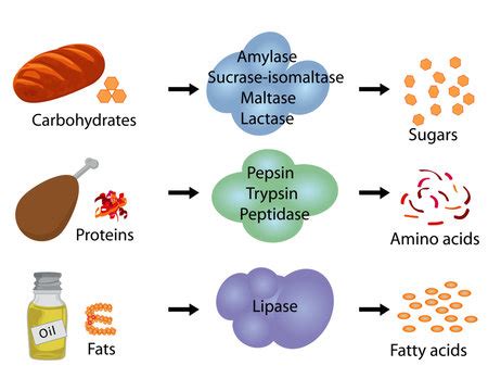 What is the function of digestive enzymes? - CBSE Class Notes Online ...