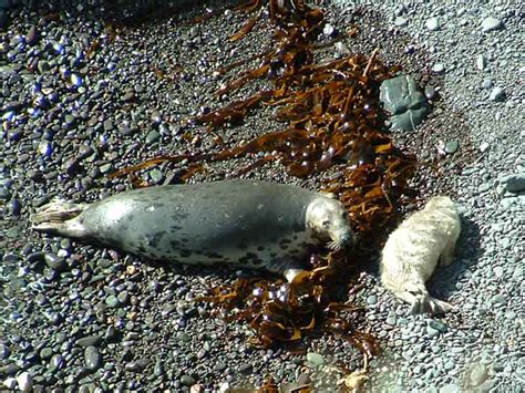 MarLIN - The Marine Life Information Network - Grey seal (Halichoerus ...