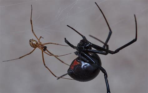 Answering Commonly Asked Questions About Black Widow Spiders In Dallas