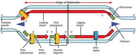 9.2 DNA Replication – Concepts of Biology-1st Canadian Edition Molnar Class