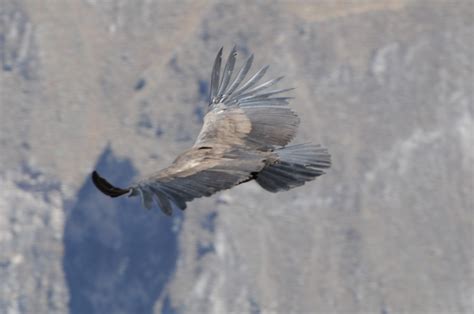 Hiking in the Colca Canyon - Travel Around the Galaxy