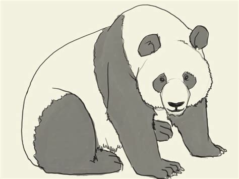 How to Draw a Giant Panda Face - Auntrunt80 Exped1975