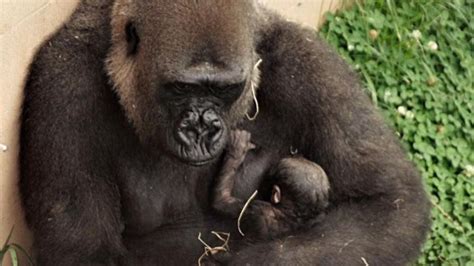 Little Rock Zoo retains accreditation for another five years