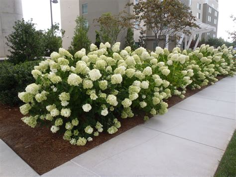 Full sun landscaping, Hydrangea paniculata, Hydrangea paniculata limelight